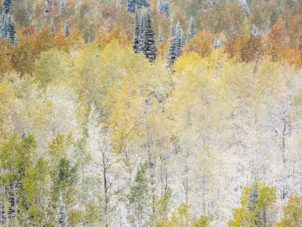 Utah-Wasatch Mountain Range fresh autumn snows-Aspens just off of Highway 39 and Curtis Creek Rd